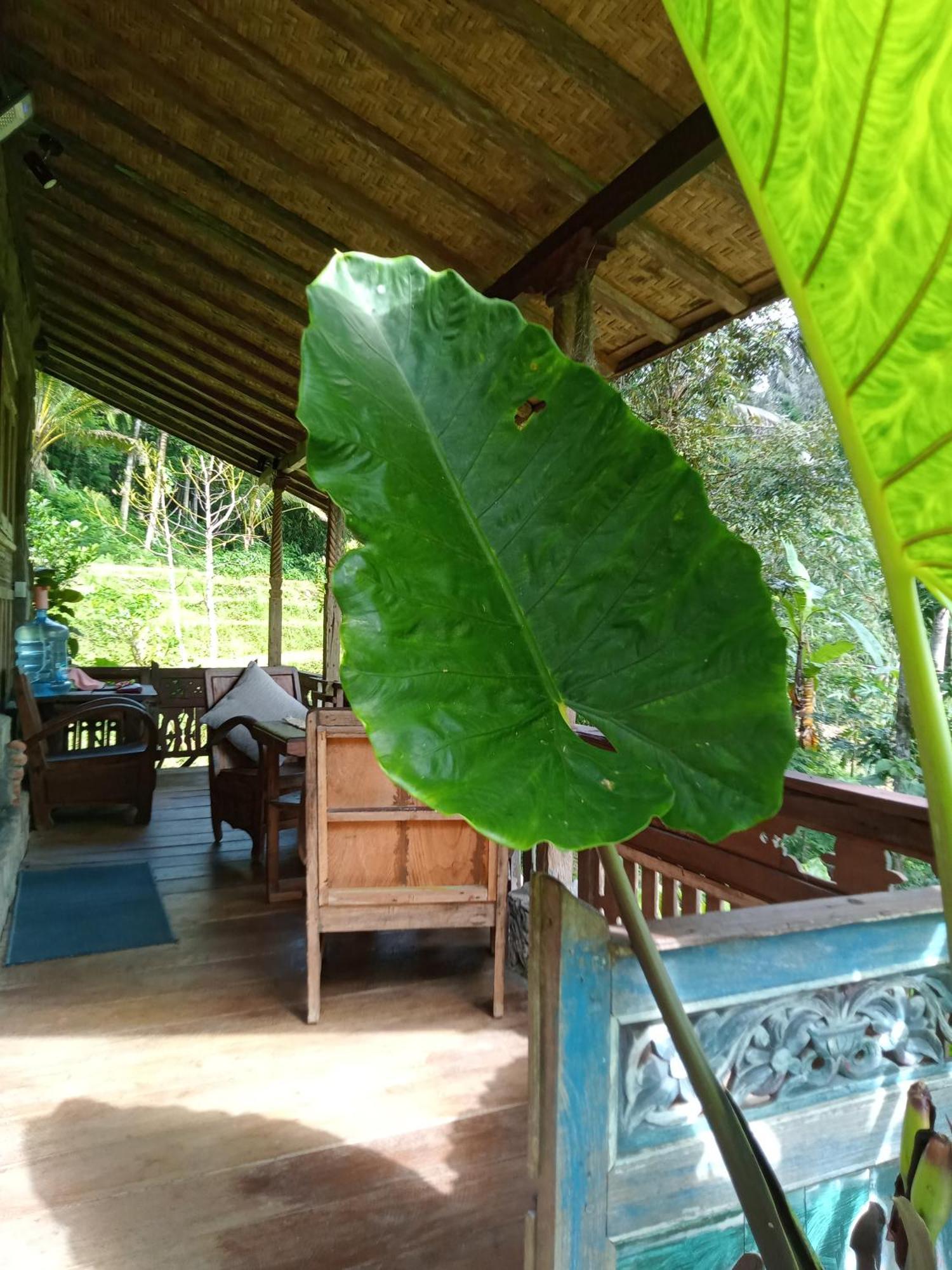 Duegoal Farmhouse Jatiluwih Exterior foto